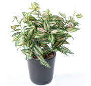 Tradescantia vert et rose