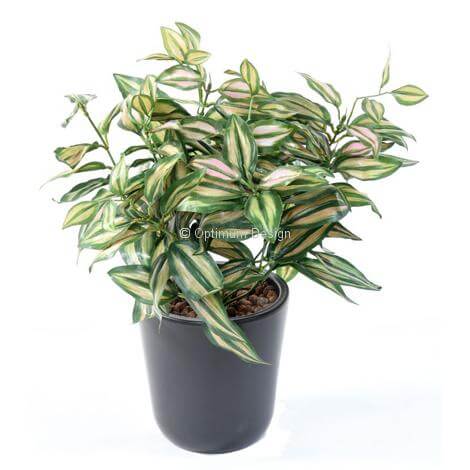 Tradescantia vert et rose
