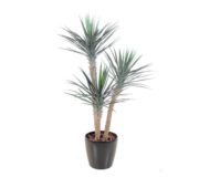 Yucca rostrata 155 cm