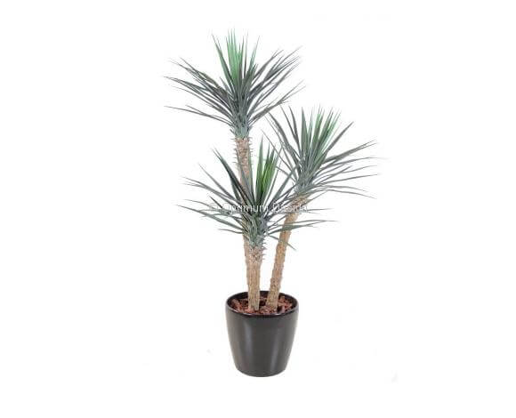Yucca rostrata 155 cm