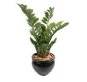 Zamia en pot 60, 90 et 110 cm
