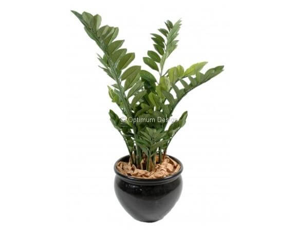 Zamia en pot 60, 90 et 110 cm